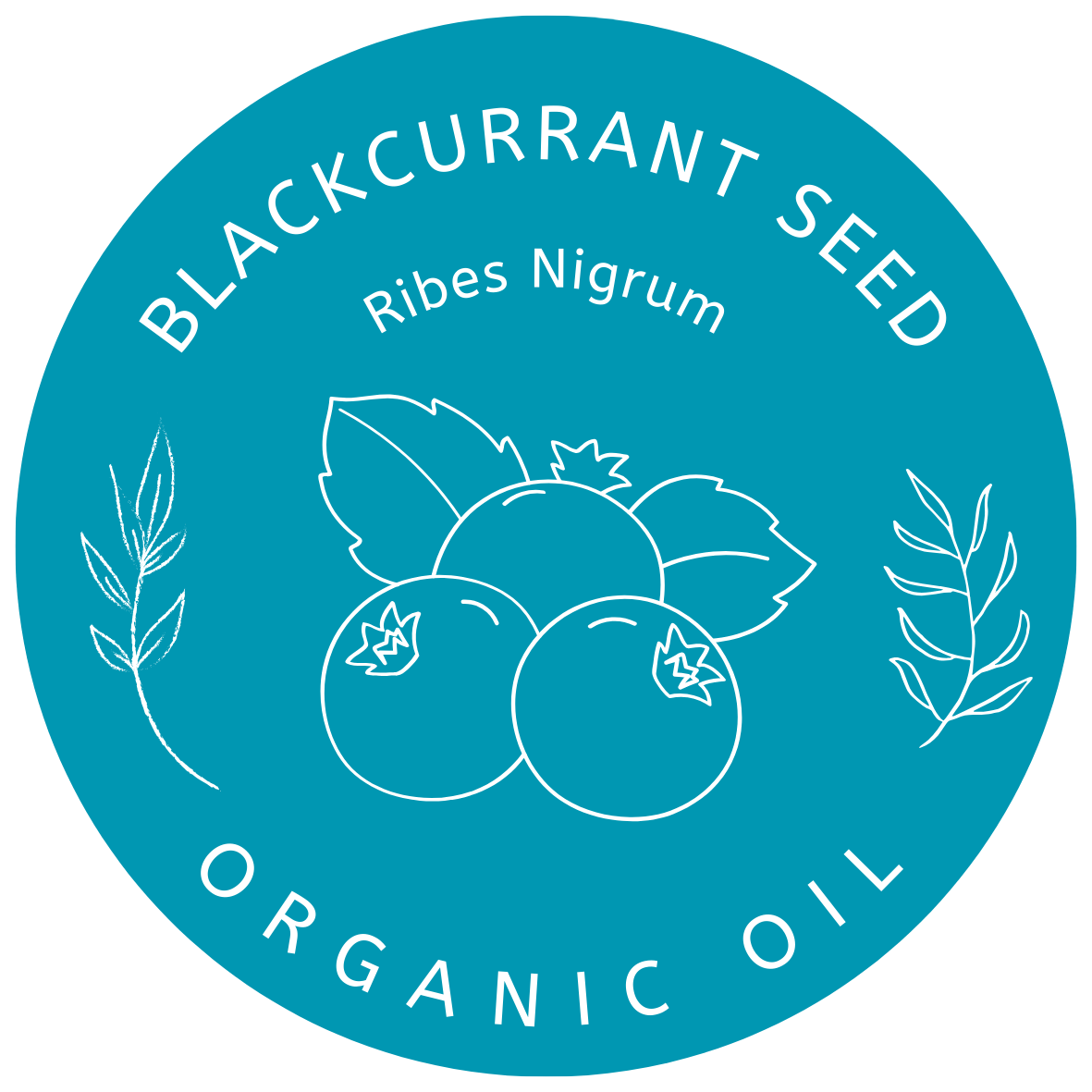 Organic Blackcurrant Seed Oil (Ribes Nigrum) in Miron Glass with Dropper Bottled by Hand Food Grade Cold Pressed Blackcurrant Oil