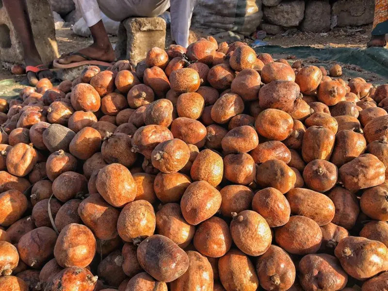 Whole Doum Dried Fruit Wildcrafted حبات نبات الدوم المصري Goruba Fruit Egyptian Doum Palm Fruit Dried