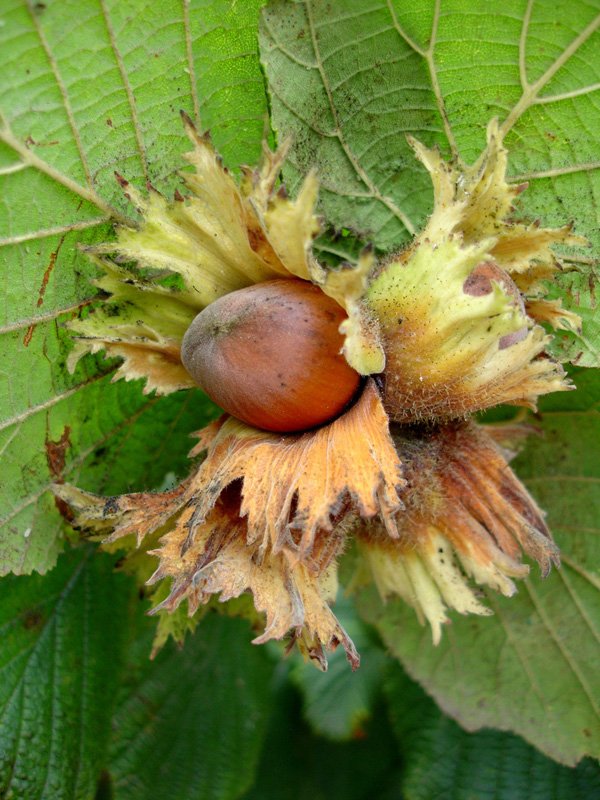 Organic Hazelnut Oil Corylus Avellana in Miron Violet Glass Premium Quality Oil Glass Dropper Bottled by Hand Food Grade Hazel Nut Oil