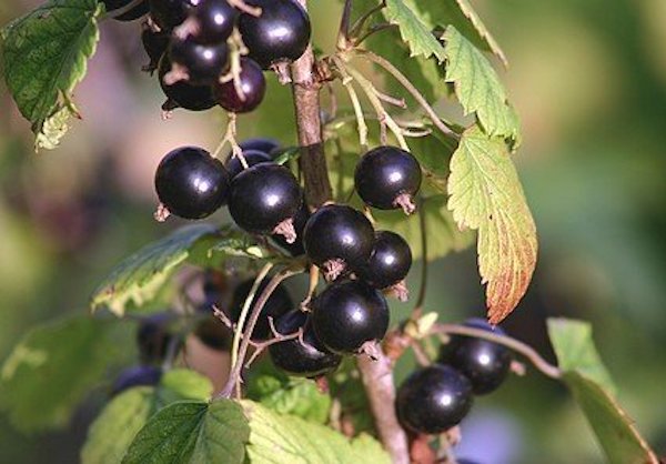 Organic Blackcurrant Seed Oil (Ribes Nigrum) in Miron Glass with Dropper Bottled by Hand Food Grade Cold Pressed Blackcurrant Oil