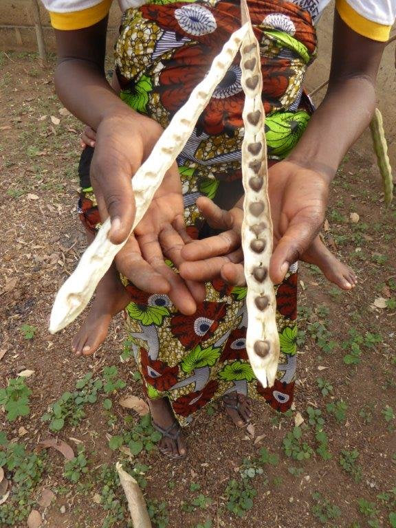 40g Moringa Seeds Handpicked Wildcrafted Moringa Oleifera