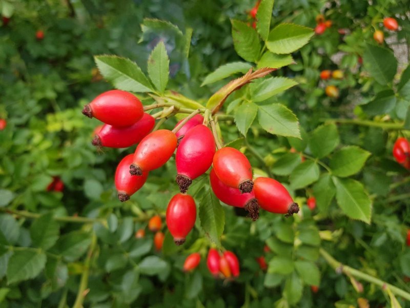 Organic Rosehip Oil (Rosa Canina) in Miron Glass with Dropper Bottled by Hand Food Grade Cold Pressed Rosehip Seed Oil