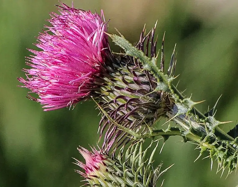 Organic Milk Thistle Oil in Miron Glass with Dropper Food Grade Cold Pressed Milk Thistle Oil Food Grade Oil Holy Thistle