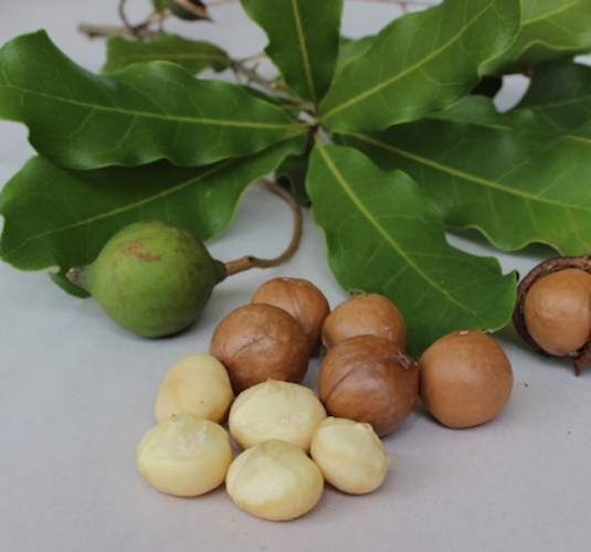 Organic Macadamia Nut Oil Macadamia Integrifolia | Miron Violet Glass Premium Oil Dropper Bottled by Hand Food Grade Queensland Nut Oil
