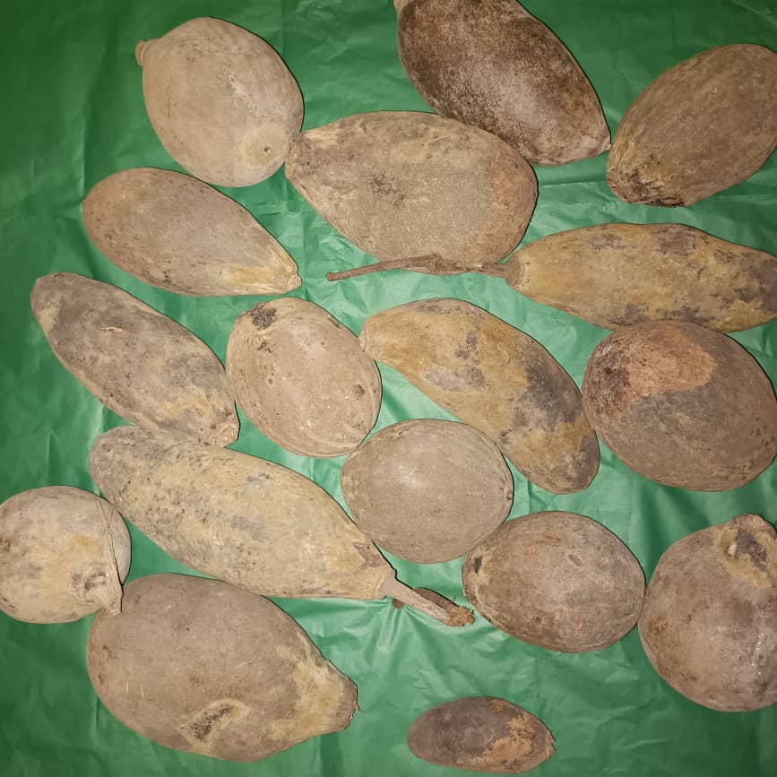 Baobab Whole Fruit Pod 2025 Crop Raw Baobab Pod with Pulp & seeds Baobab Dried Pod UK