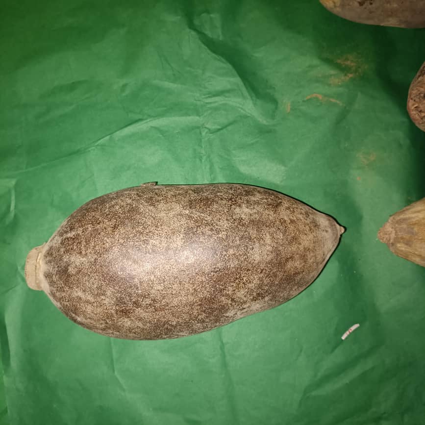 Baobab Whole Fruit Pod 2025 Crop Raw Baobab Pod with Pulp & seeds Baobab Dried Pod UK