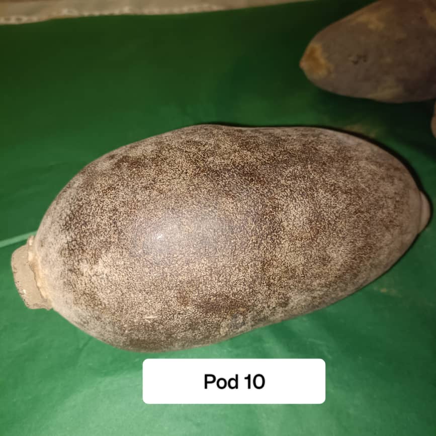 Baobab Whole Fruit Pod 2025 Crop Raw Baobab Pod with Pulp & seeds Baobab Dried Pod UK
