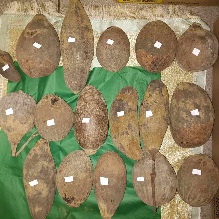 Baobab Whole Fruit Pod 2025 Crop Raw Baobab Pod with Pulp & seeds Baobab Dried Pod UK