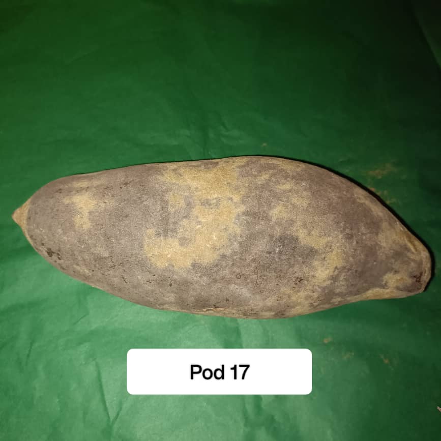 Baobab Whole Fruit Pod 2025 Crop Raw Baobab Pod with Pulp & seeds Baobab Dried Pod UK