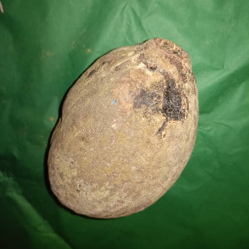 Baobab Whole Fruit Pod 2025 Crop Raw Baobab Pod with Pulp & seeds Baobab Dried Pod UK