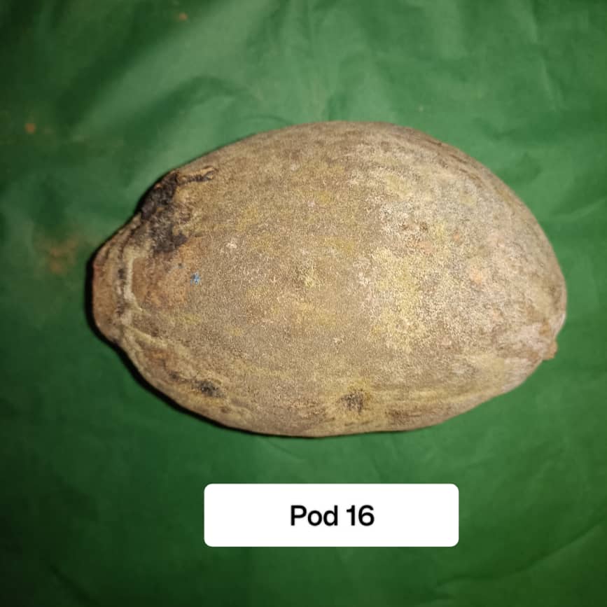 Baobab Whole Fruit Pod 2025 Crop Raw Baobab Pod with Pulp & seeds Baobab Dried Pod UK