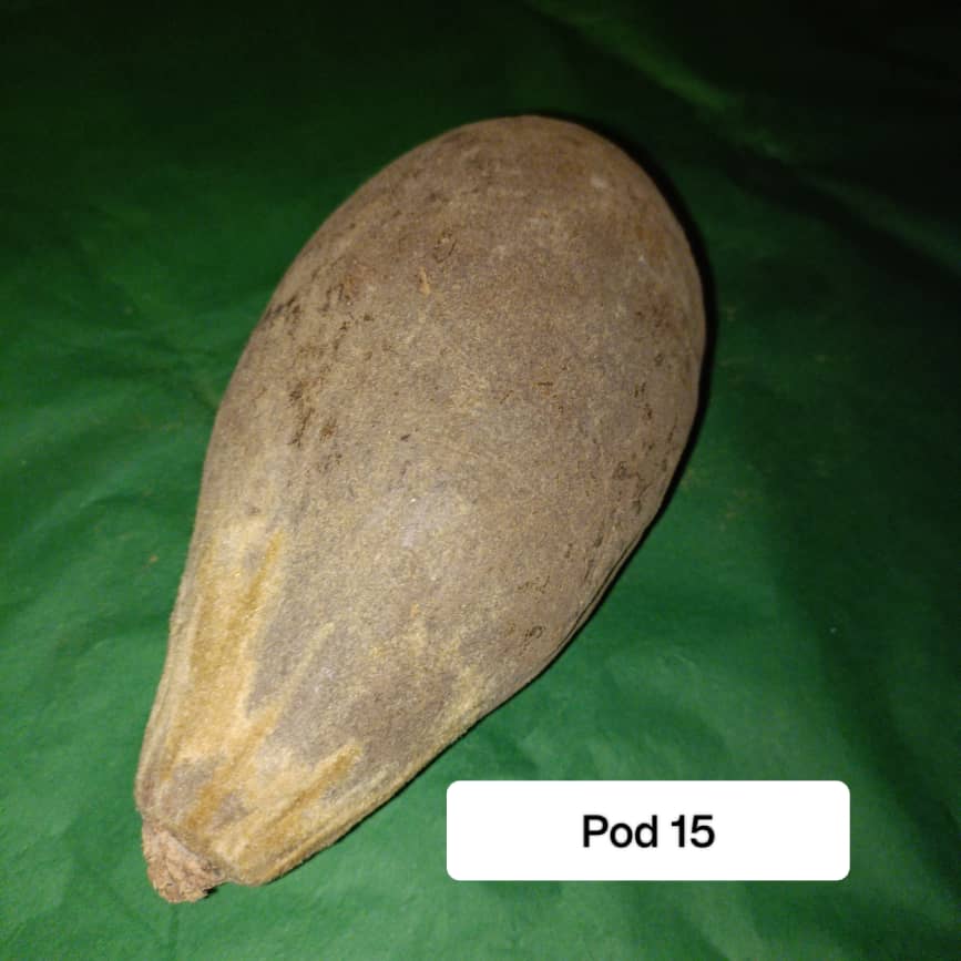 Baobab Whole Fruit Pod 2025 Crop Raw Baobab Pod with Pulp & seeds Baobab Dried Pod UK