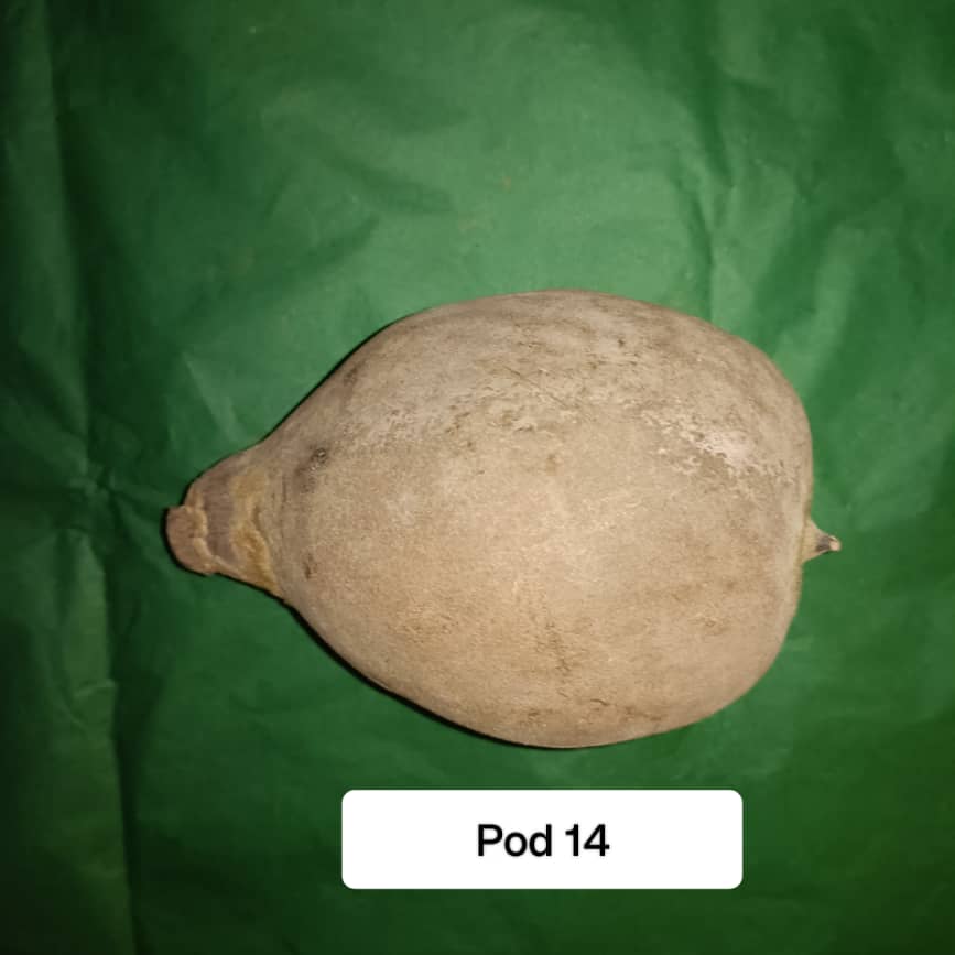 Baobab Whole Fruit Pod 2025 Crop Raw Baobab Pod with Pulp & seeds Baobab Dried Pod UK