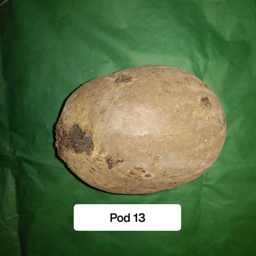 Baobab Whole Fruit Pod 2025 Crop Raw Baobab Pod with Pulp & seeds Baobab Dried Pod UK