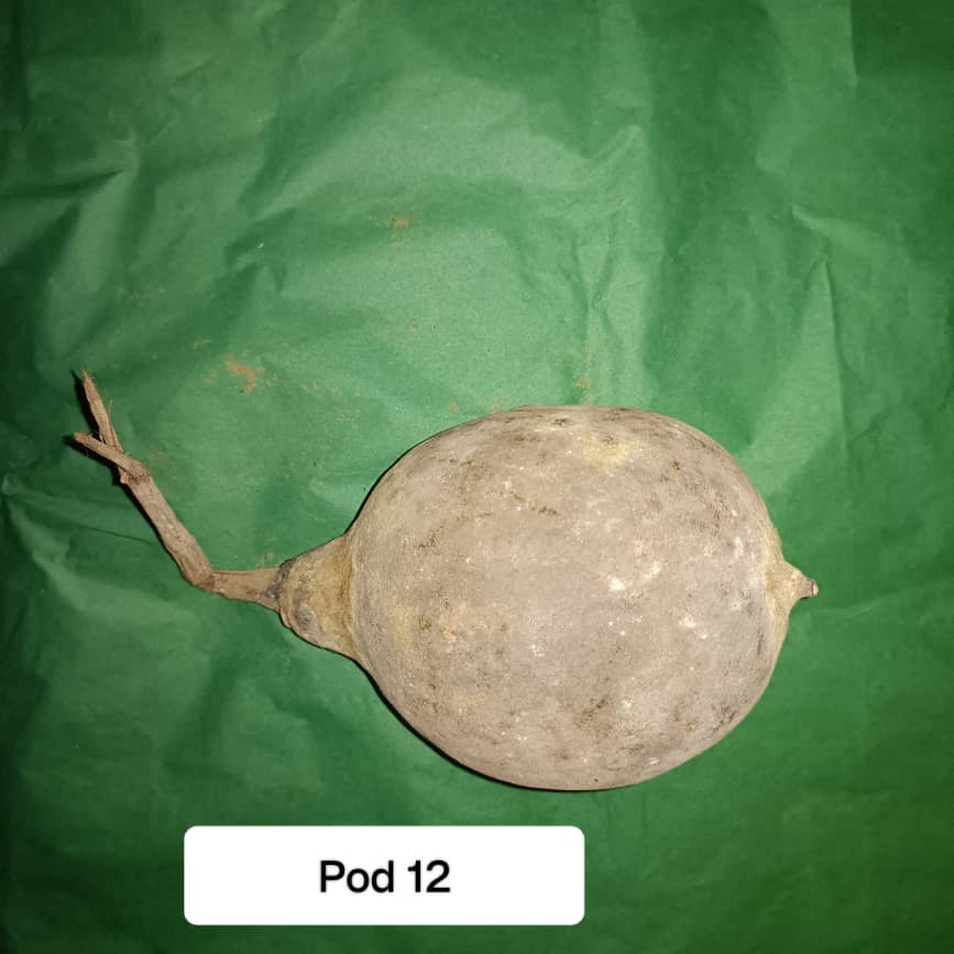 Baobab Whole Fruit Pod 2025 Crop Raw Baobab Pod with Pulp & seeds Baobab Dried Pod UK