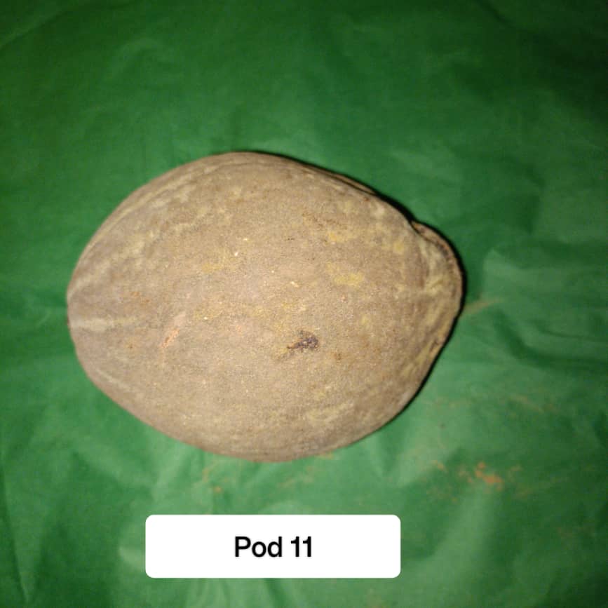 Baobab Whole Fruit Pod 2025 Crop Raw Baobab Pod with Pulp & seeds Baobab Dried Pod UK