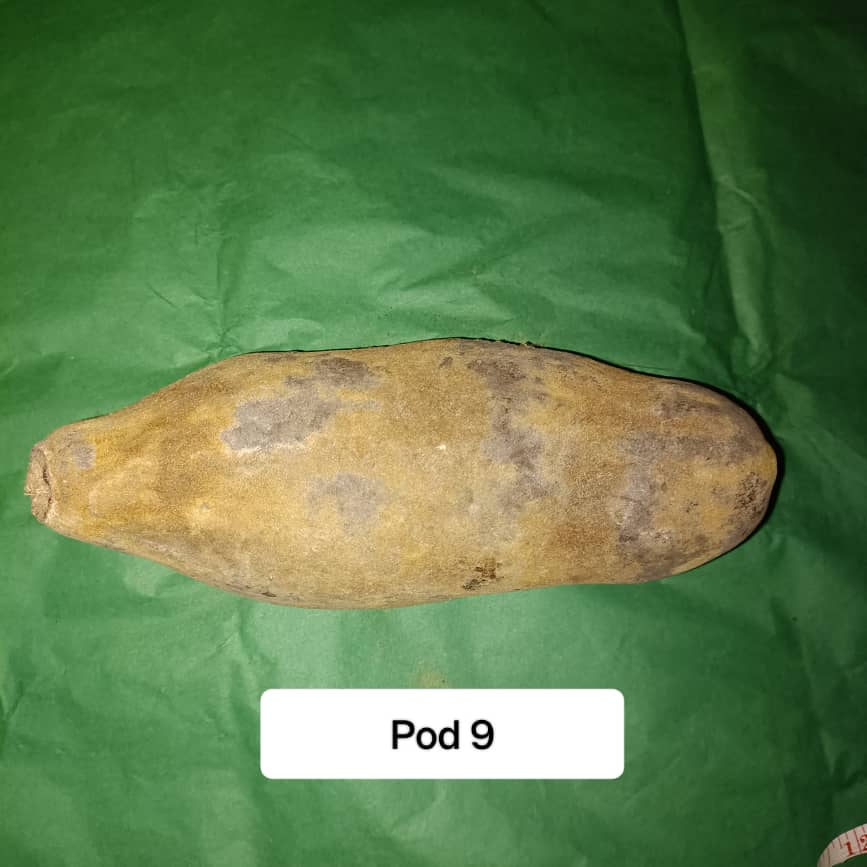 Baobab Whole Fruit Pod 2025 Crop Raw Baobab Pod with Pulp & seeds Baobab Dried Pod UK