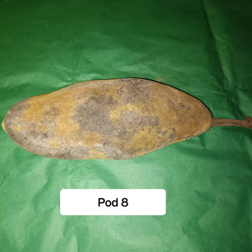 Baobab Whole Fruit Pod 2025 Crop Raw Baobab Pod with Pulp & seeds Baobab Dried Pod UK