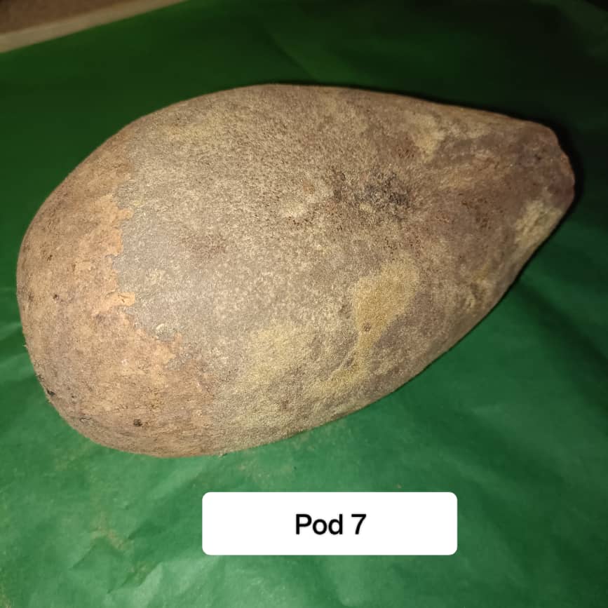 Baobab Whole Fruit Pod 2025 Crop Raw Baobab Pod with Pulp & seeds Baobab Dried Pod UK