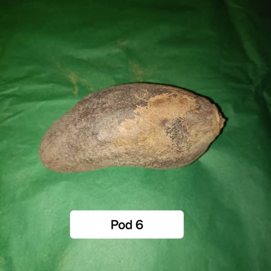 Baobab Whole Fruit Pod 2025 Crop Raw Baobab Pod with Pulp & seeds Baobab Dried Pod UK