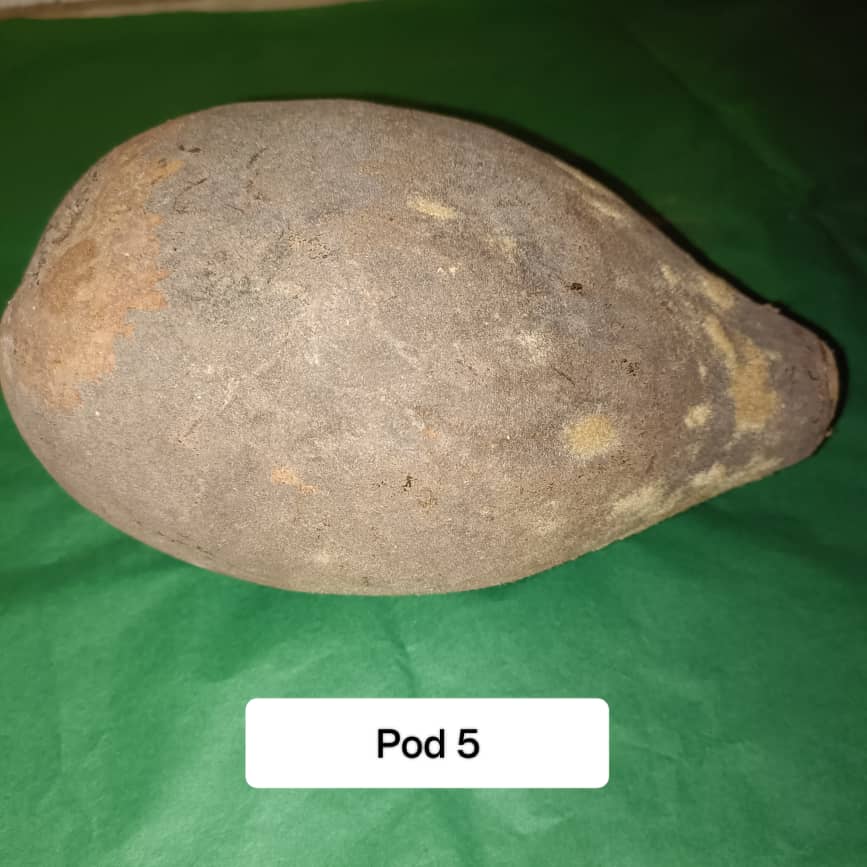 Baobab Whole Fruit Pod 2025 Crop Raw Baobab Pod with Pulp & seeds Baobab Dried Pod UK
