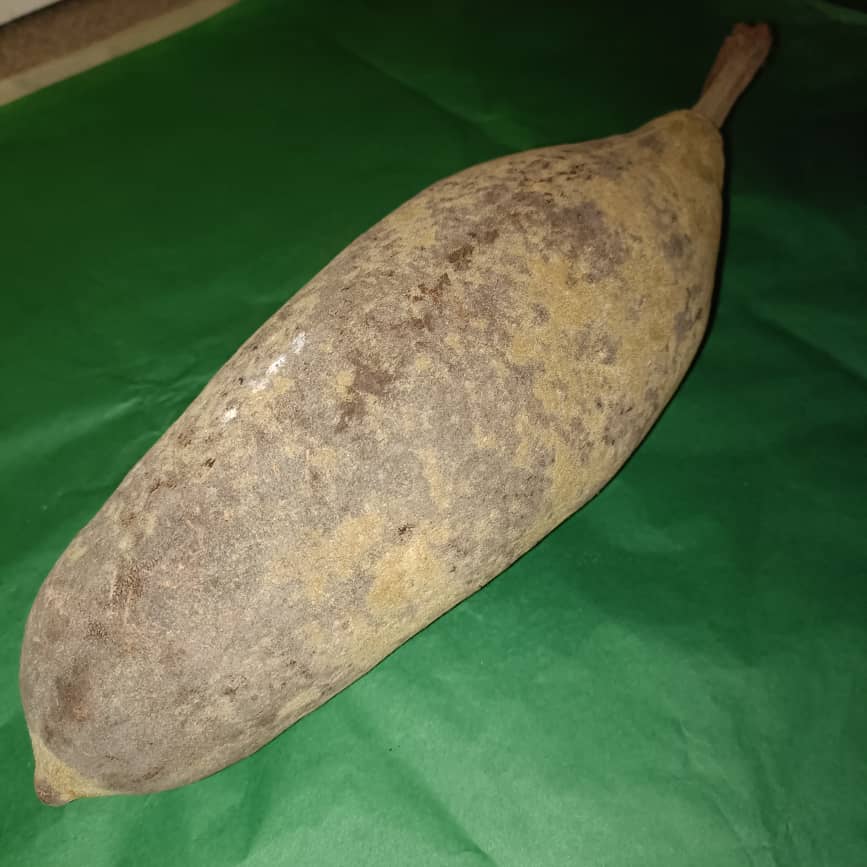 Baobab Whole Fruit Pod 2025 Crop Raw Baobab Pod with Pulp & seeds Baobab Dried Pod UK