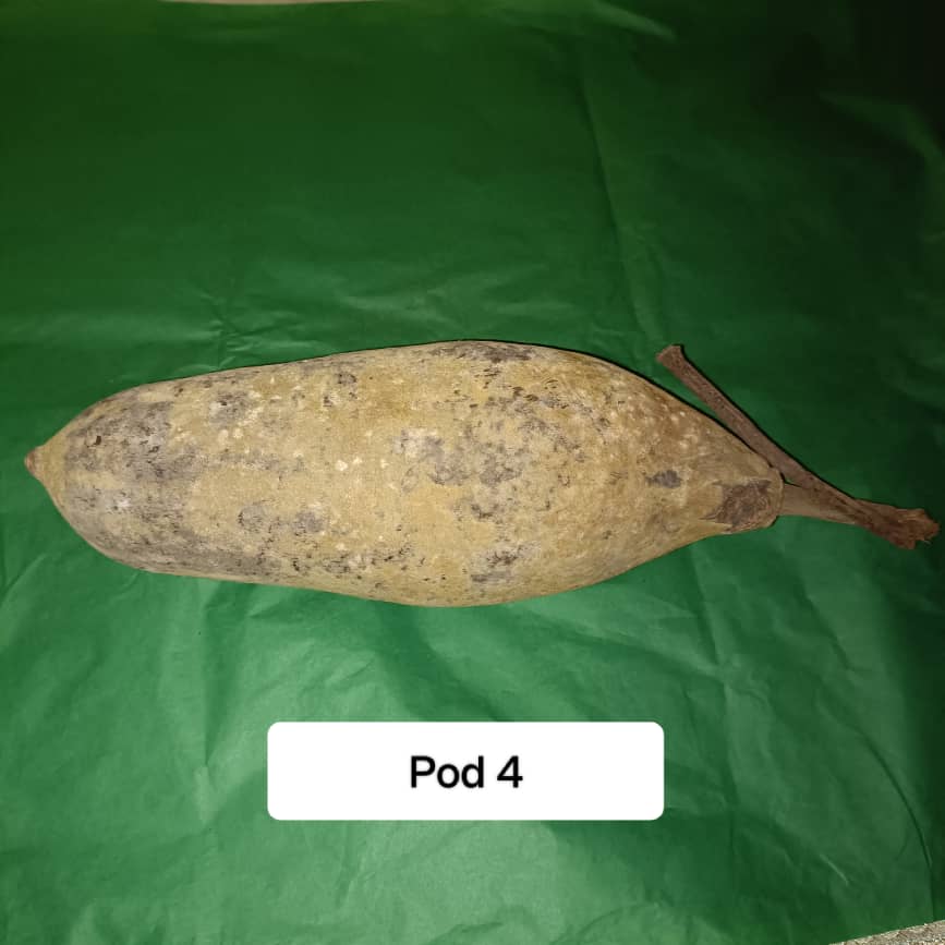 Baobab Whole Fruit Pod 2025 Crop Raw Baobab Pod with Pulp & seeds Baobab Dried Pod UK