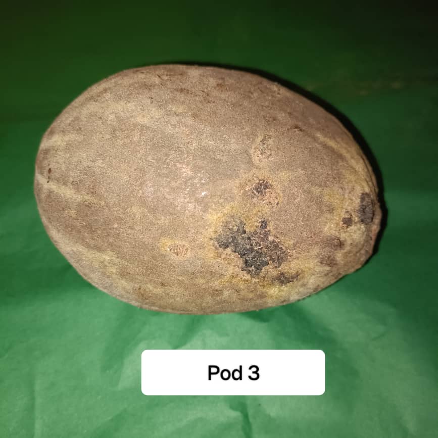 Baobab Whole Fruit Pod 2025 Crop Raw Baobab Pod with Pulp & seeds Baobab Dried Pod UK