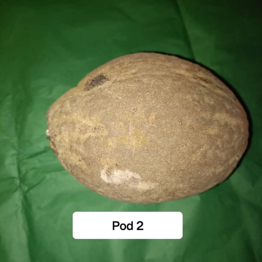 Baobab Whole Fruit Pod 2025 Crop Raw Baobab Pod with Pulp & seeds Baobab Dried Pod UK