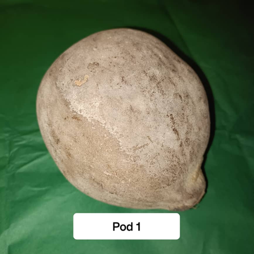 Baobab Whole Fruit Pod 2025 Crop Raw Baobab Pod with Pulp & seeds Baobab Dried Pod UK