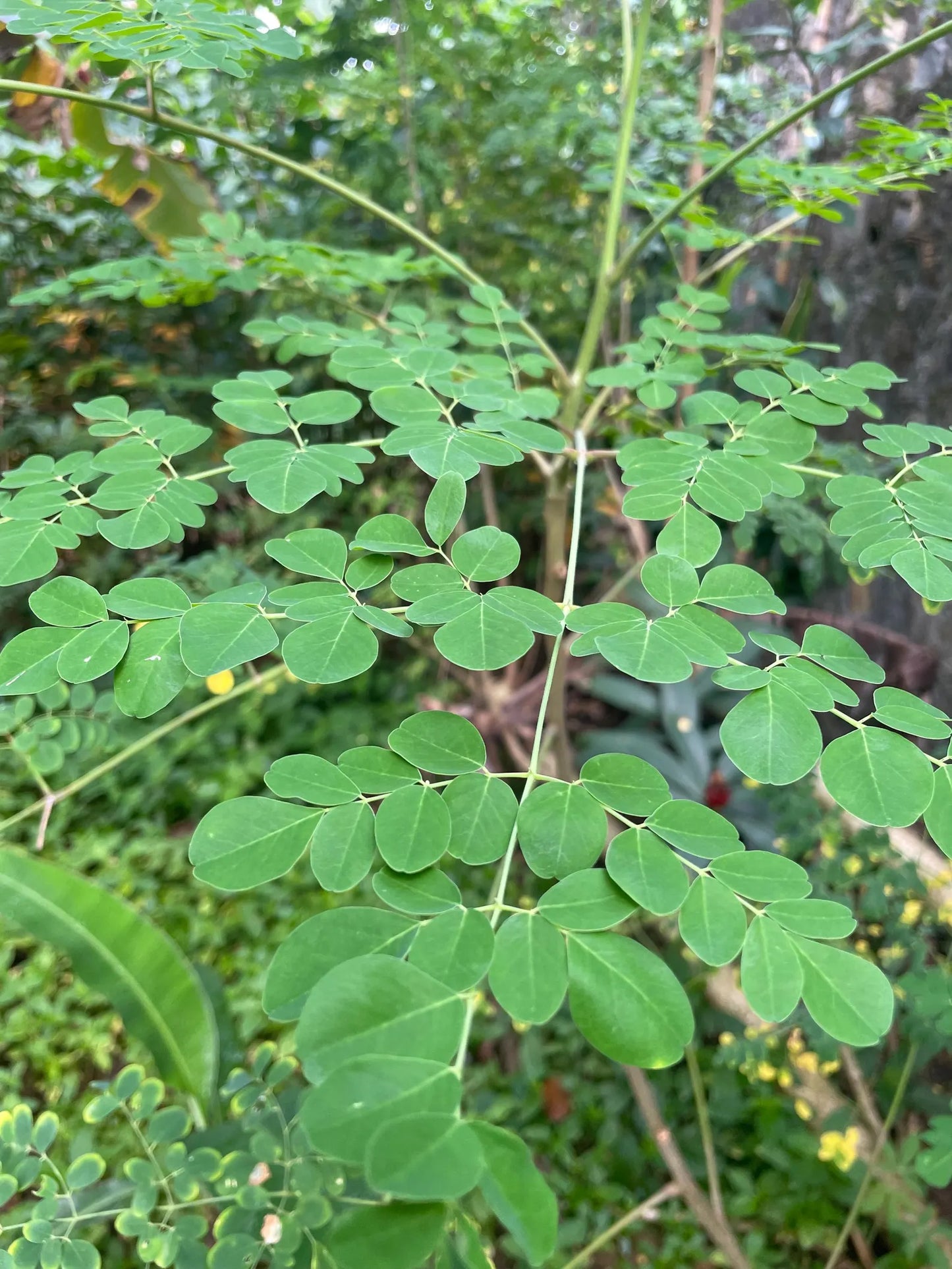 100g Moringa Leaves Dried Cut / Whole Leaves 100% Natural Handpicked Wildcrafted 2025 crop / MORINGA OLEIFERA Herb
