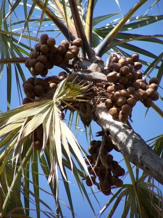 Whole Doum Dried Fruit Wildcrafted حبات نبات الدوم المصري Goruba Fruit Egyptian Doum Palm Fruit Dried