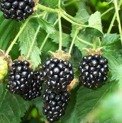 Organic Blackberry Seed Oil Rubus Laciniatus Fruticosus Miron Glass with Dropper Bottled by Hand Food Grade Cold Press Blackberry Seed