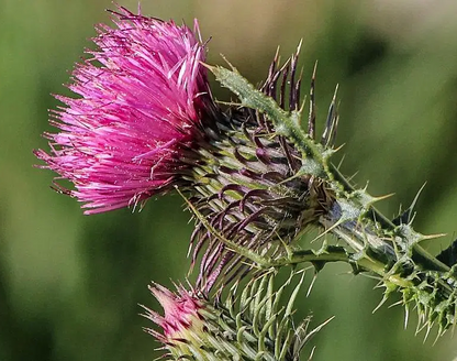 Organic Milk Thistle Oil in Miron Glass with Dropper Food Grade Cold Pressed Milk Thistle Oil Food Grade Oil Holy Thistle