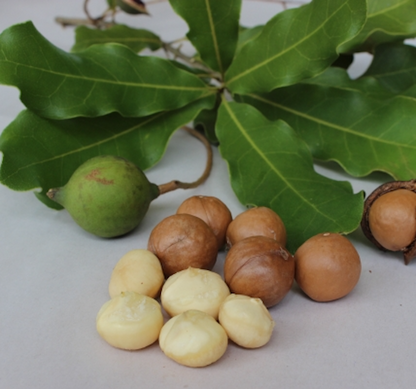 Organic Macadamia Nut Oil Macadamia Integrifolia | Miron Violet Glass Premium Oil Dropper Bottled by Hand Food Grade Queensland Nut Oil