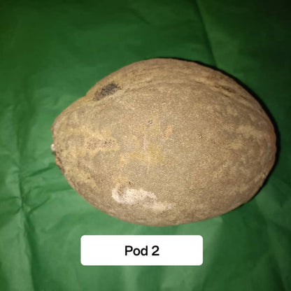 Baobab Whole Fruit Pod 2025 Crop Raw Baobab Pod with Pulp & seeds Baobab Dried Pod UK