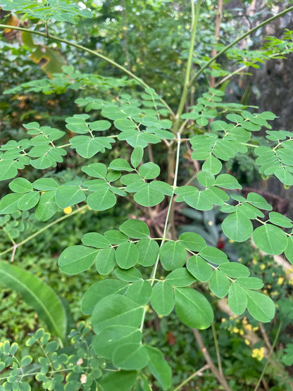 100g Moringa Leaves Dried Cut / Whole Leaves 100% Natural Handpicked Wildcrafted 2025 crop / MORINGA OLEIFERA Herb
