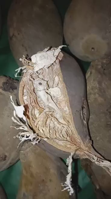 Baobab Whole Fruit Pod 2025 Crop Raw Baobab Pod with Pulp & seeds Baobab Dried Pod UK