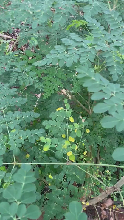 100g Moringa Leaves Dried Cut / Whole Leaves 100% Natural Handpicked Wildcrafted 2025 crop / MORINGA OLEIFERA Herb